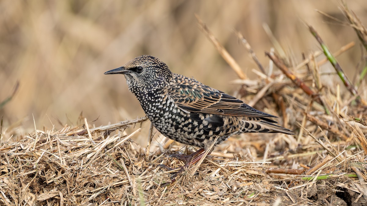 European Starling - ML644412503