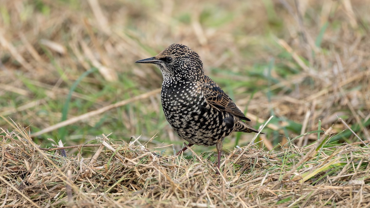 European Starling - ML644412512