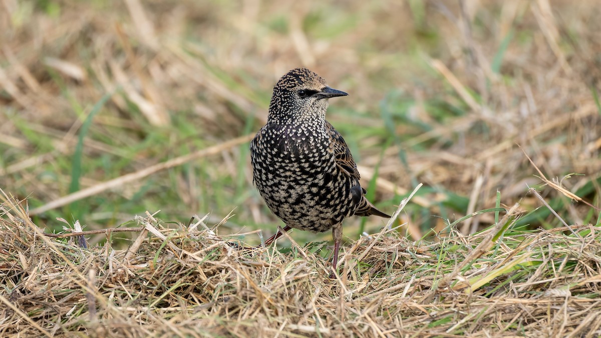 European Starling - ML644412514