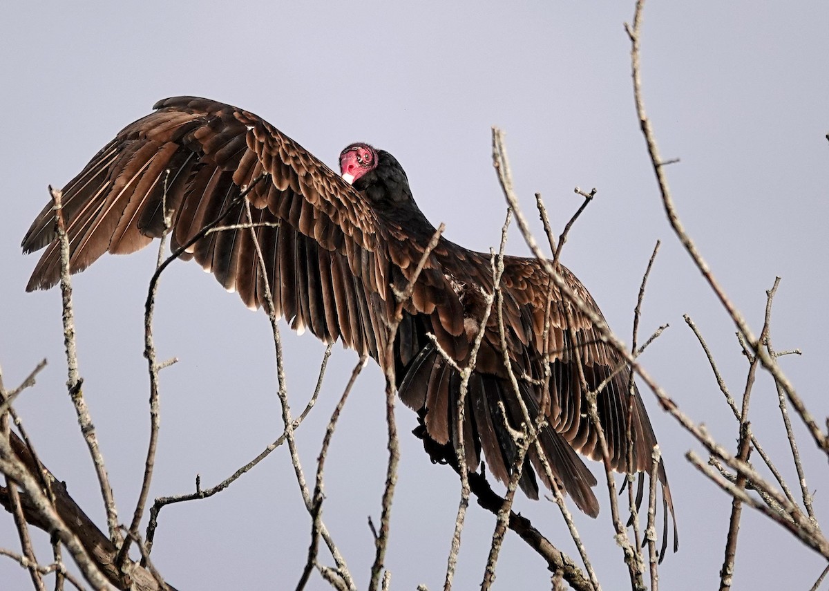 Turkey Vulture - ML644412518