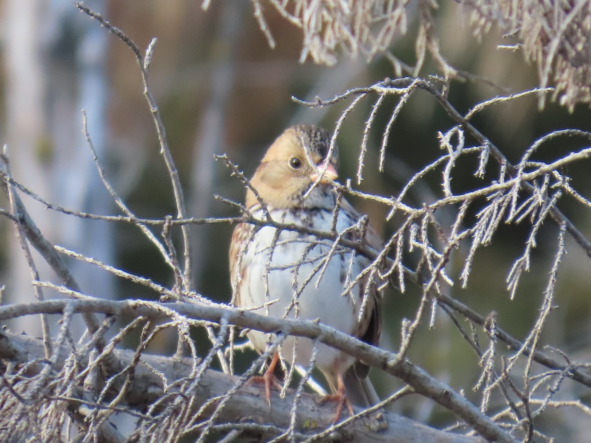 Harris's Sparrow - ML644412526