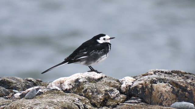 linerle (yarrellii) (svartryggerle) - ML644412527