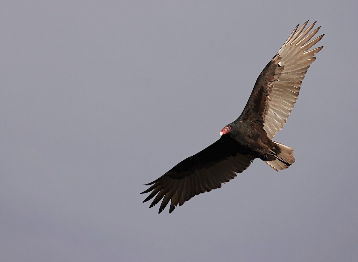 Turkey Vulture - ML644412528