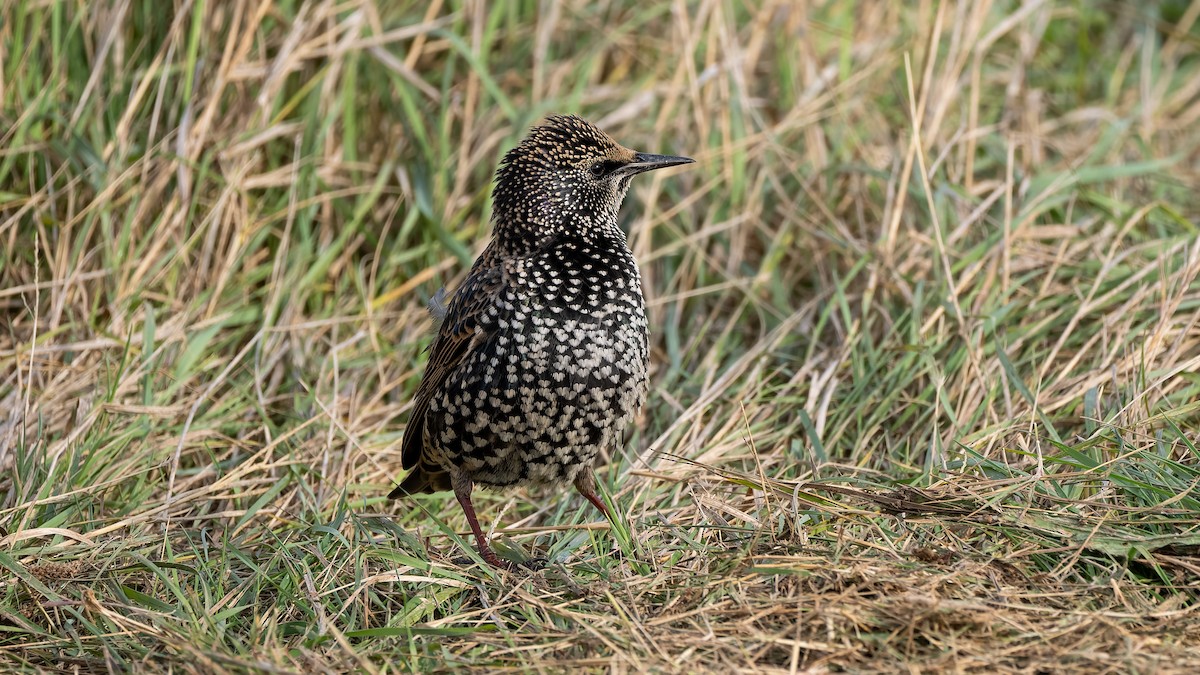 European Starling - ML644412530