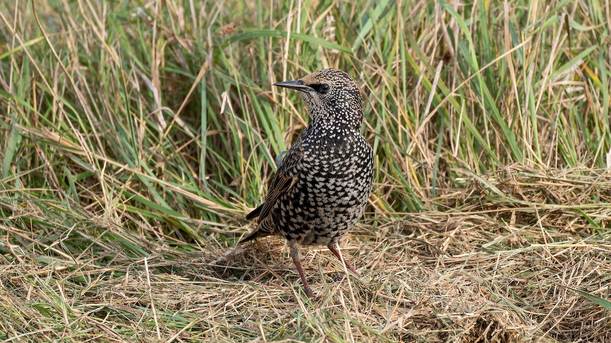 European Starling - ML644412532