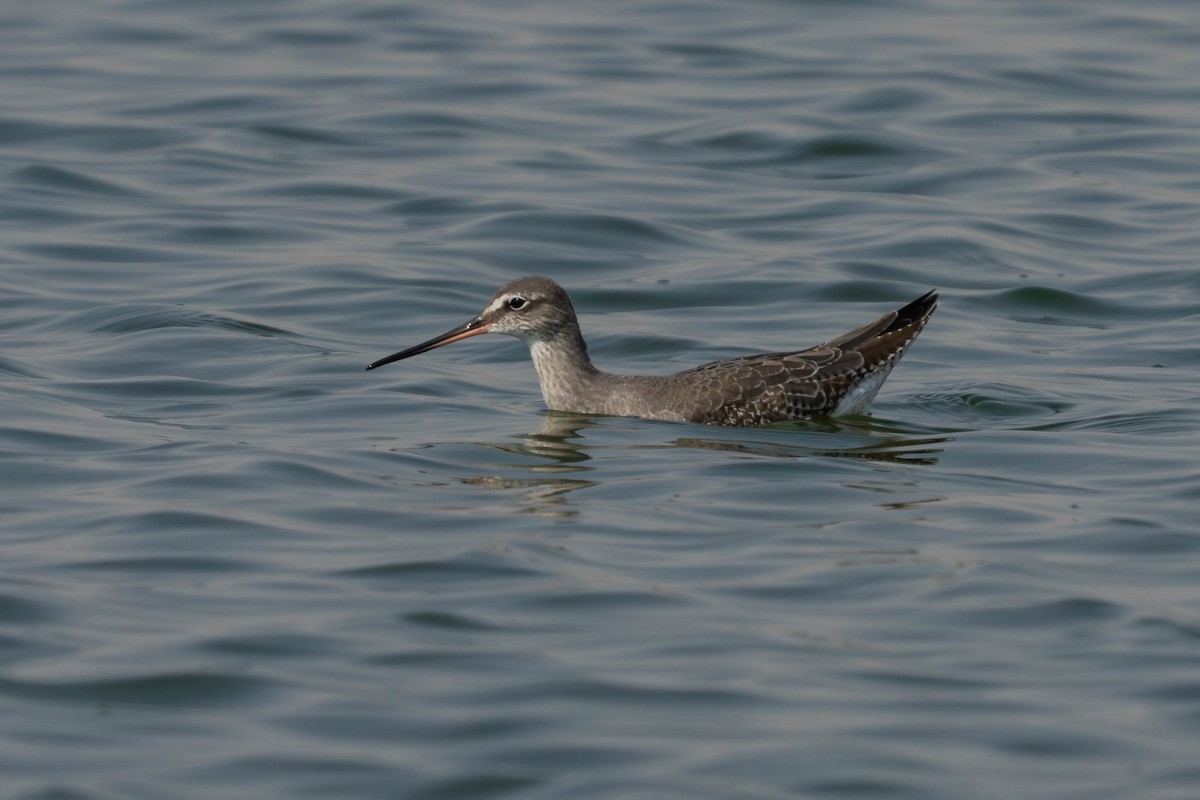 Spotted Redshank - ML644412539