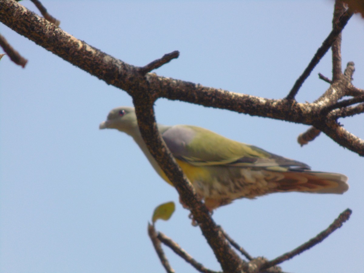 Bruce's Green-Pigeon - ML644412546