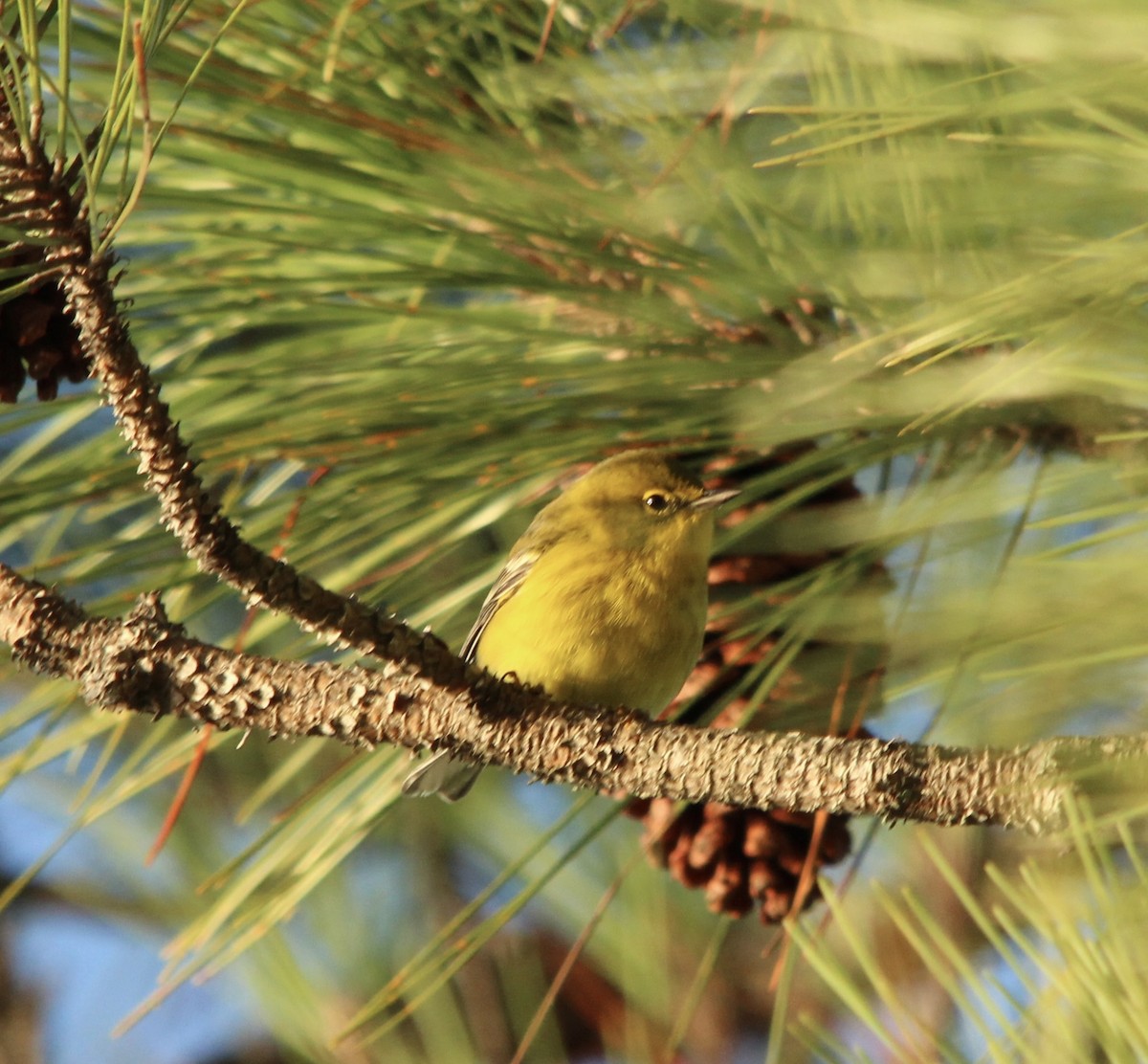 סבכון אורנים - ML644412553