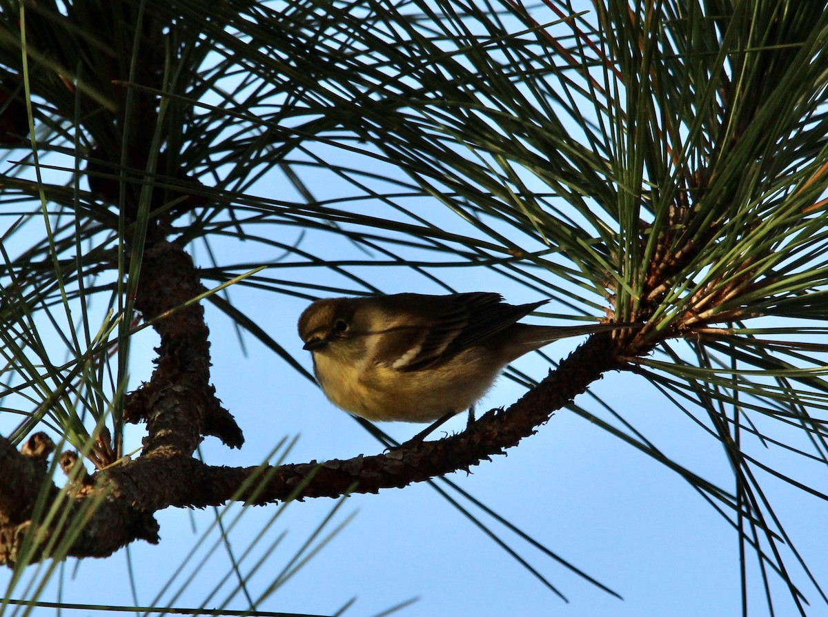 סבכון אורנים - ML644412554