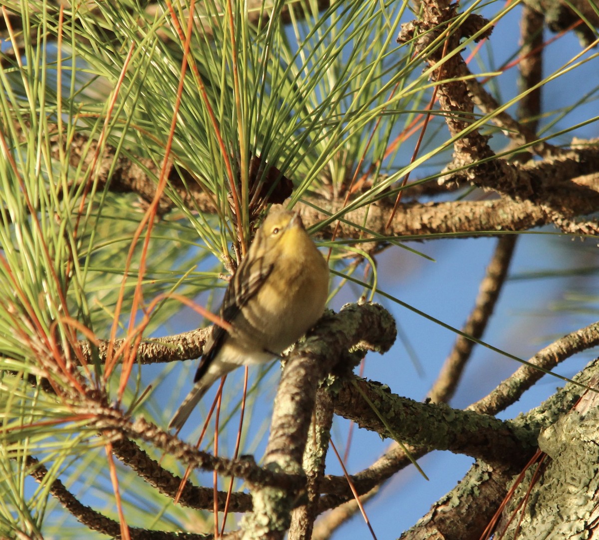סבכון אורנים - ML644412555