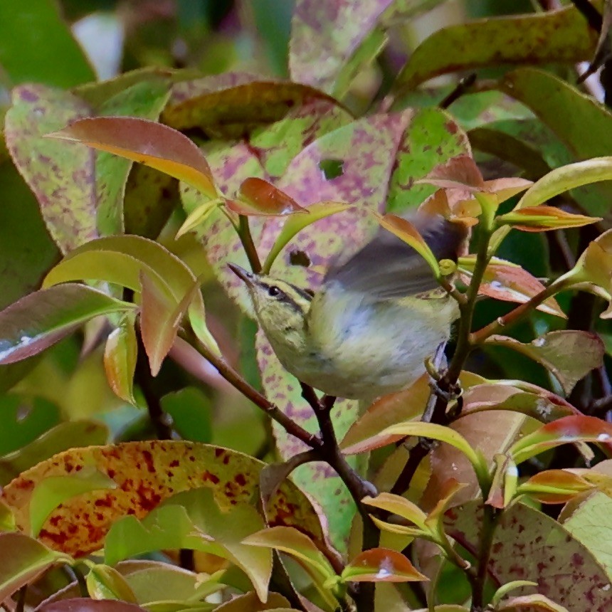 Mountain Leaf Warbler - ML644412560