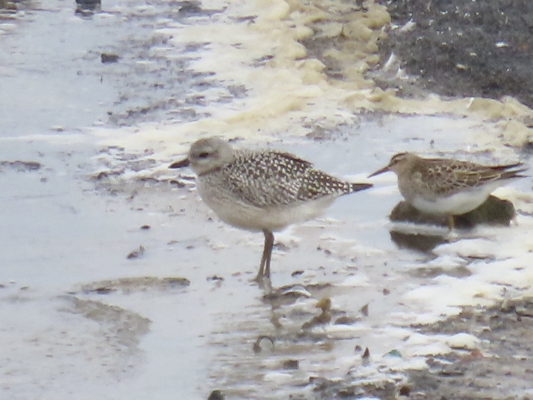 Pivieressa - ML644412562