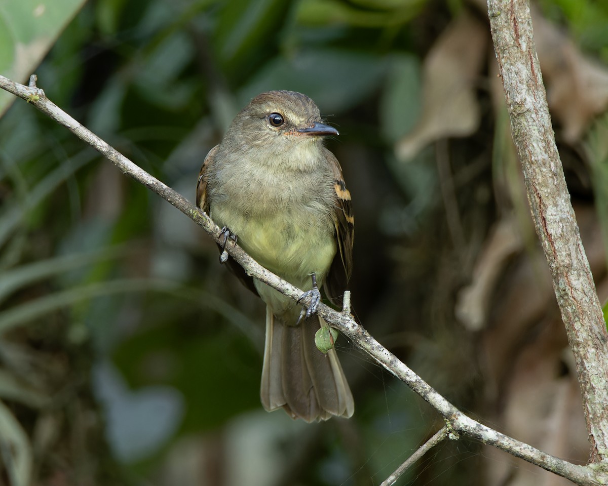 Fuscous Flycatcher - ML644412568