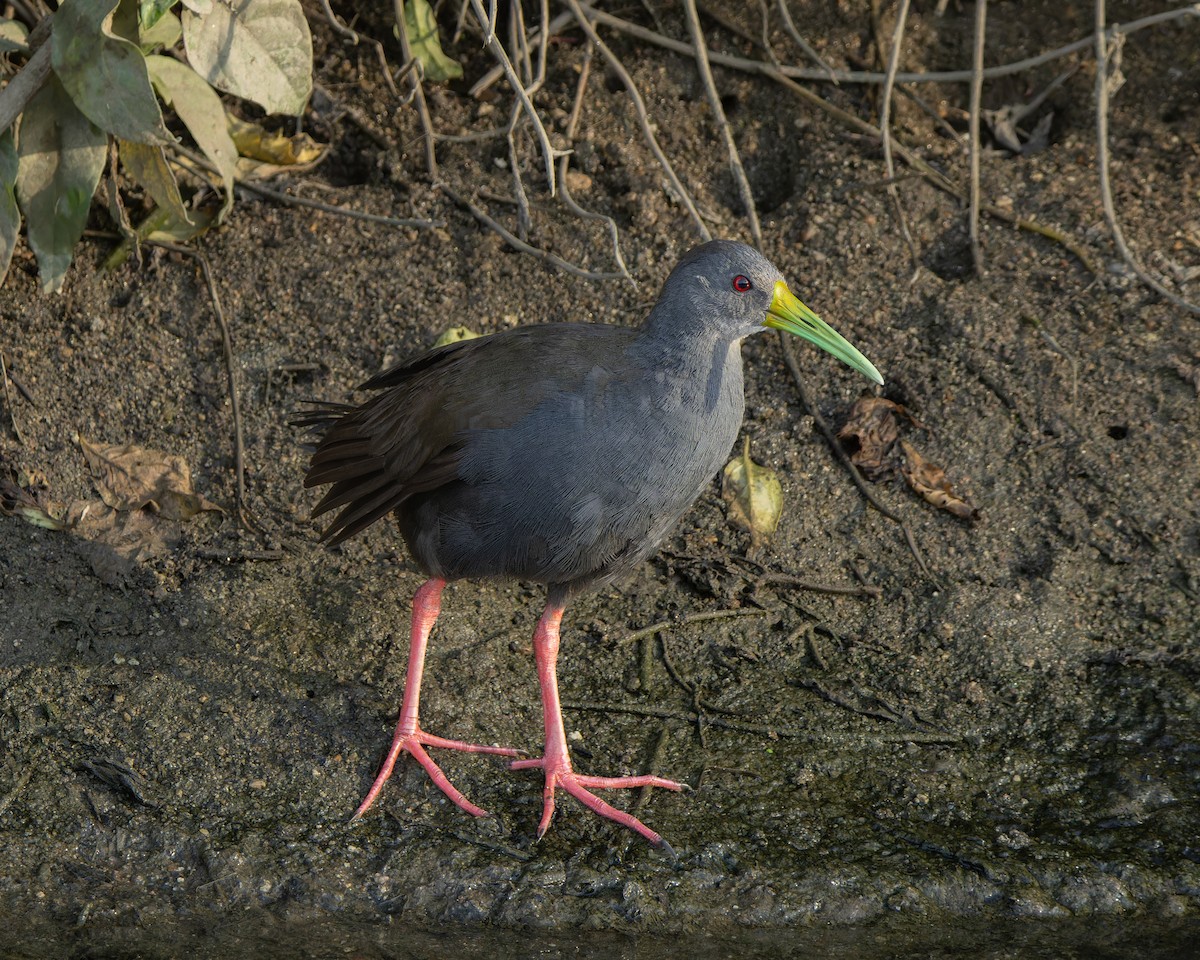 askerikse - ML644412579