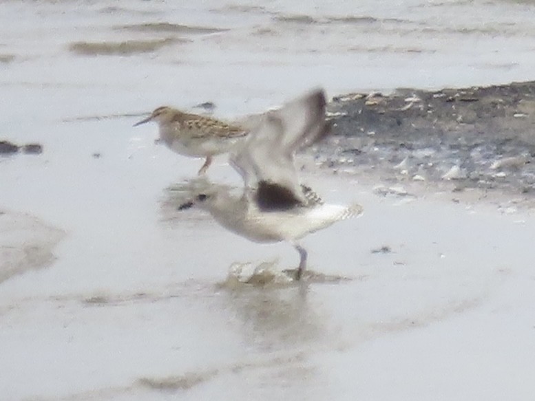 Pivieressa - ML644412584