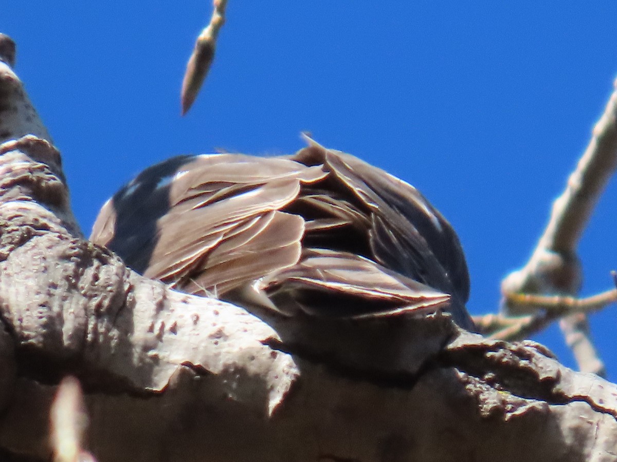 Sharp-shinned Hawk - ML644412588