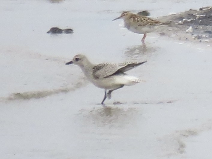 Pivieressa - ML644412589