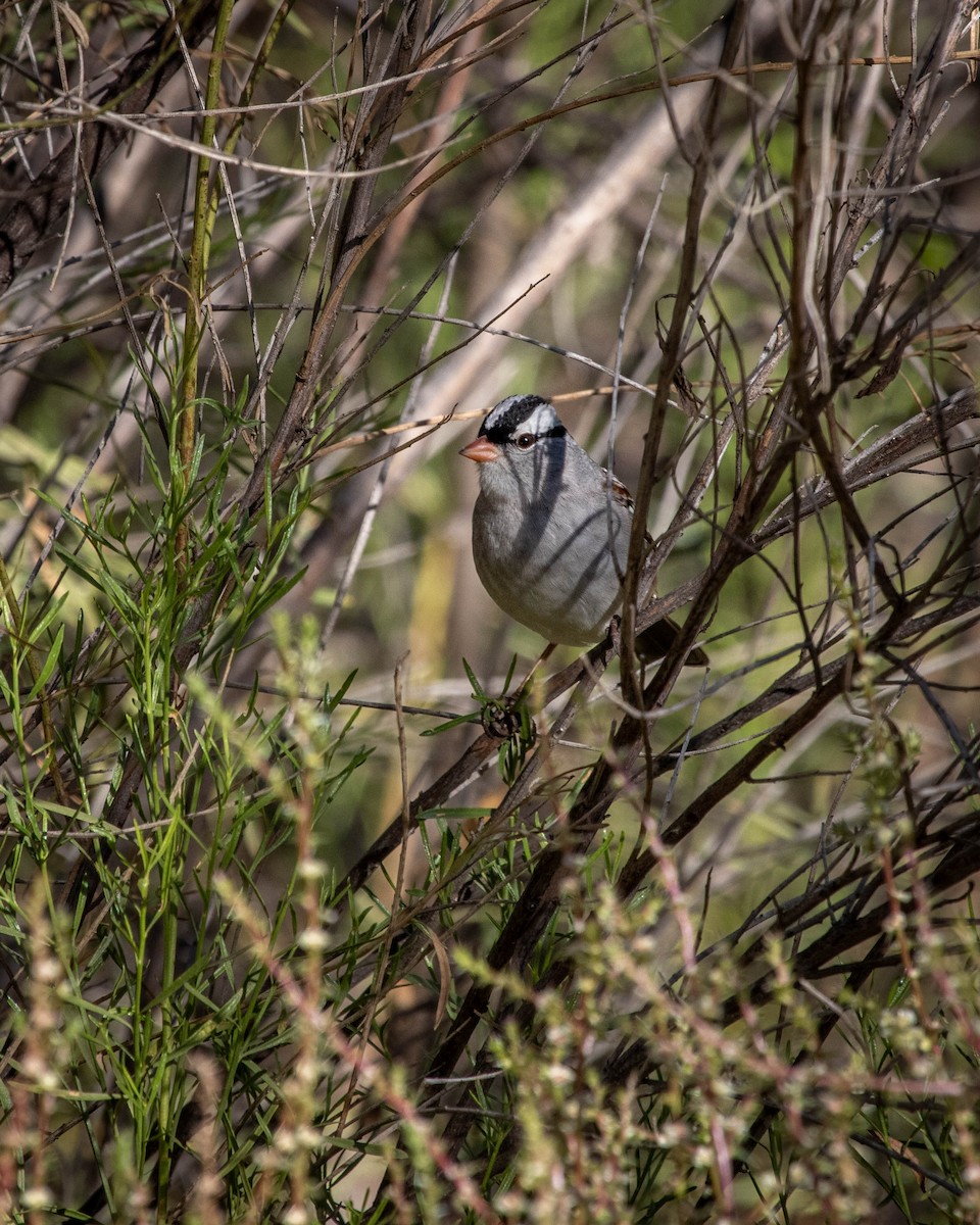 Белобровая овсянка - ML644412611