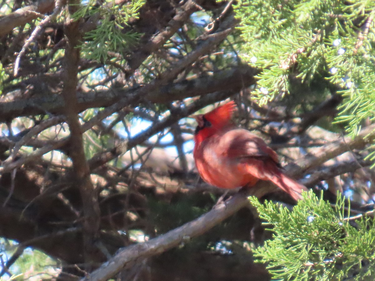 Northern Cardinal - ML644412622