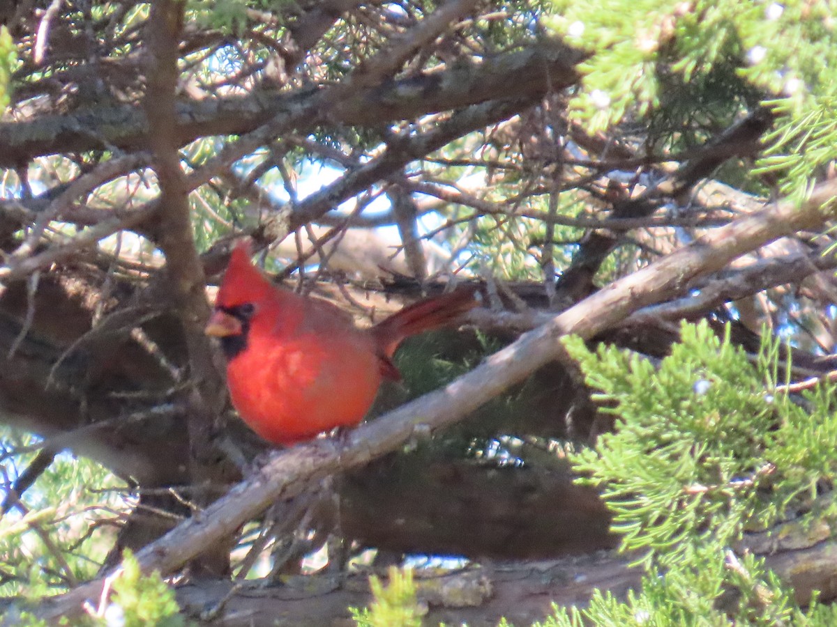 Northern Cardinal - ML644412623