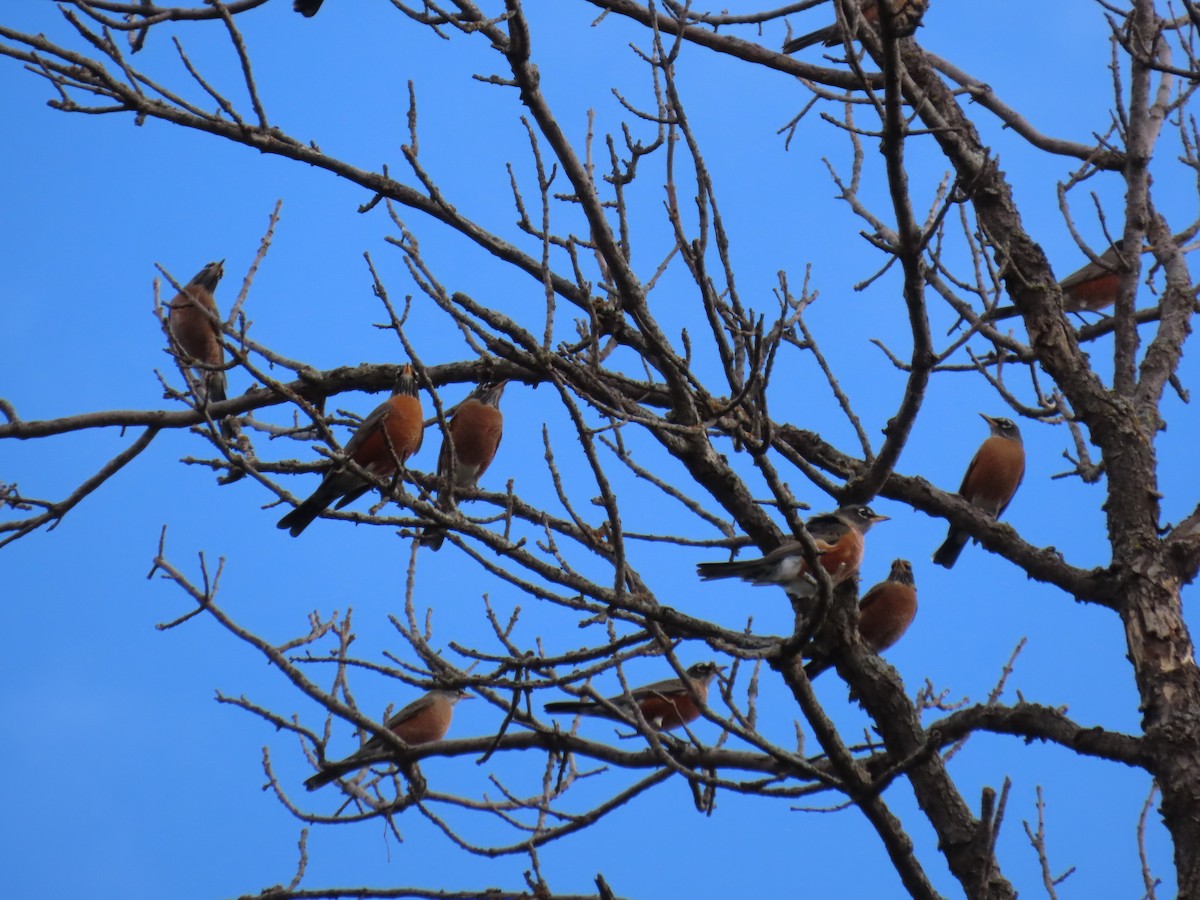 American Robin - ML644412643
