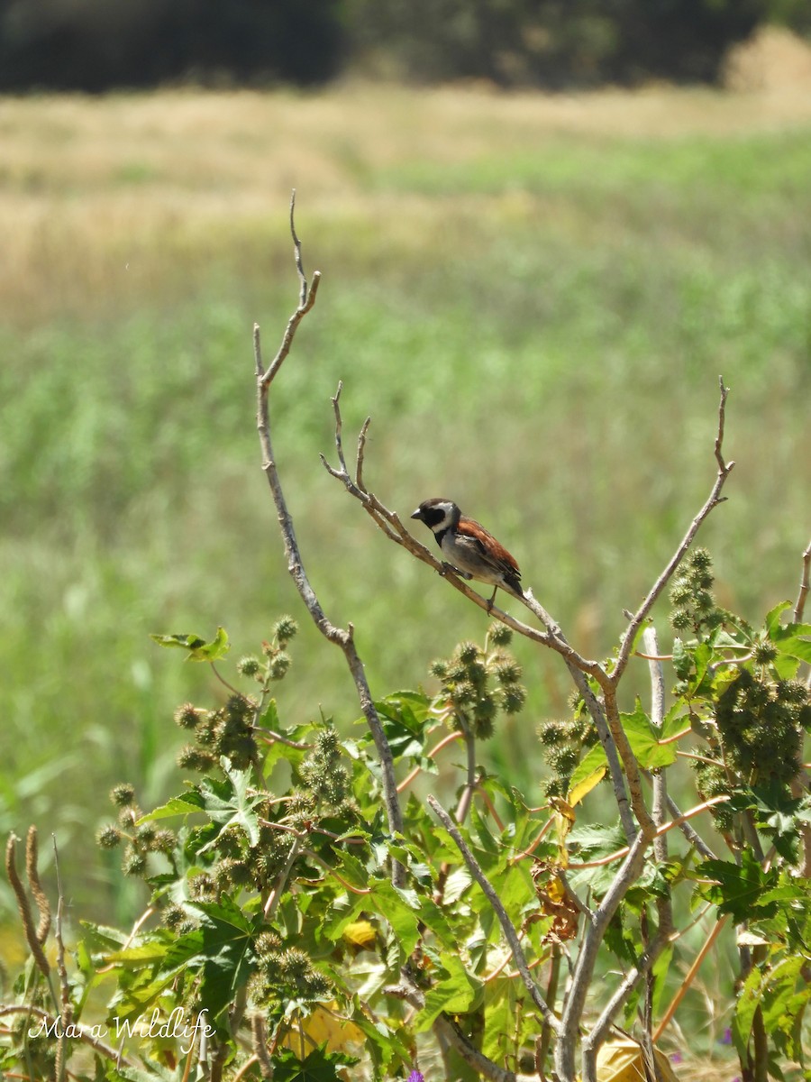 Cape Sparrow - ML644412645