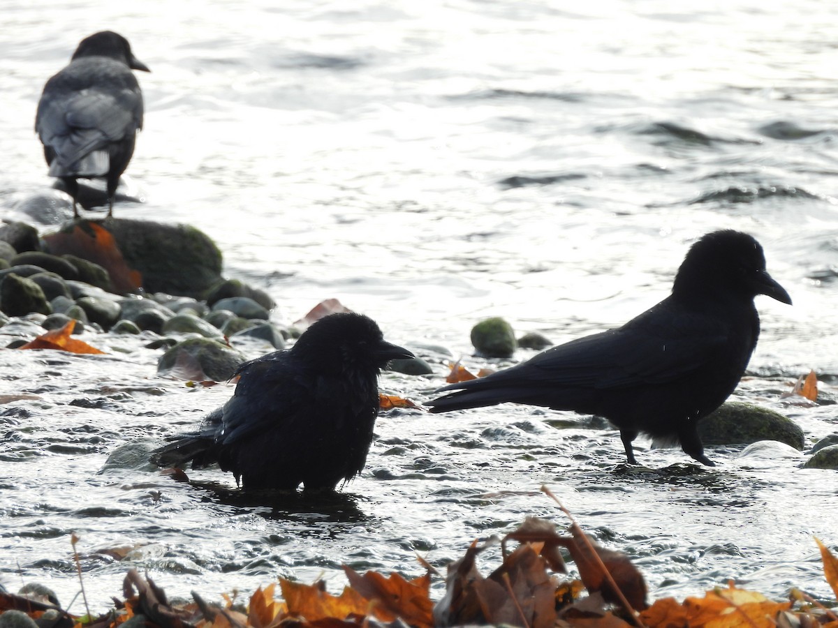 American Crow - ML644412646