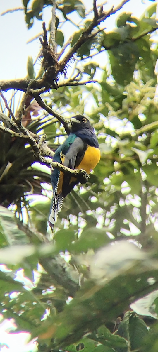 Gartered Violaceous Trogon - ML644412651