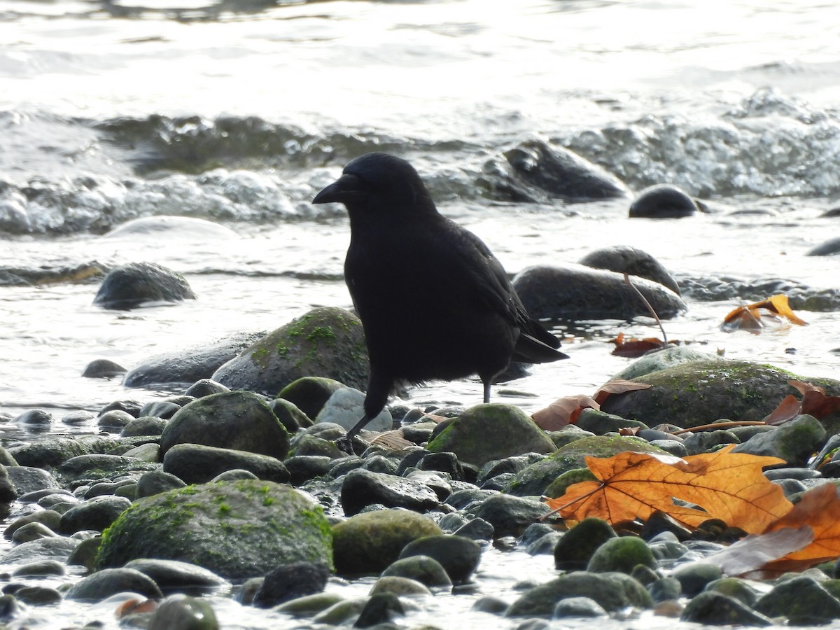 American Crow - ML644412666