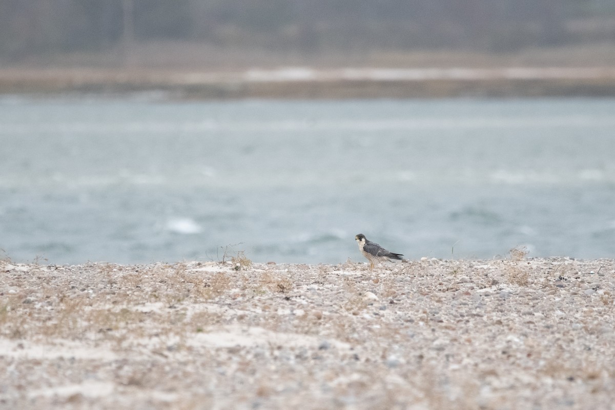 Peregrine Falcon - ML644412678