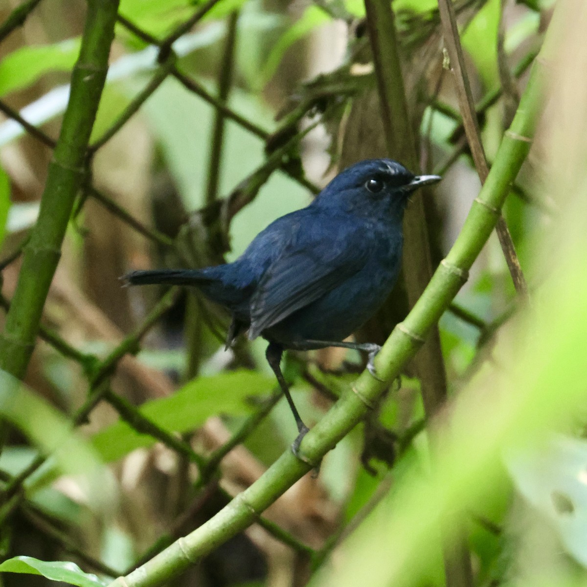 Bornean Shortwing - ML644412687