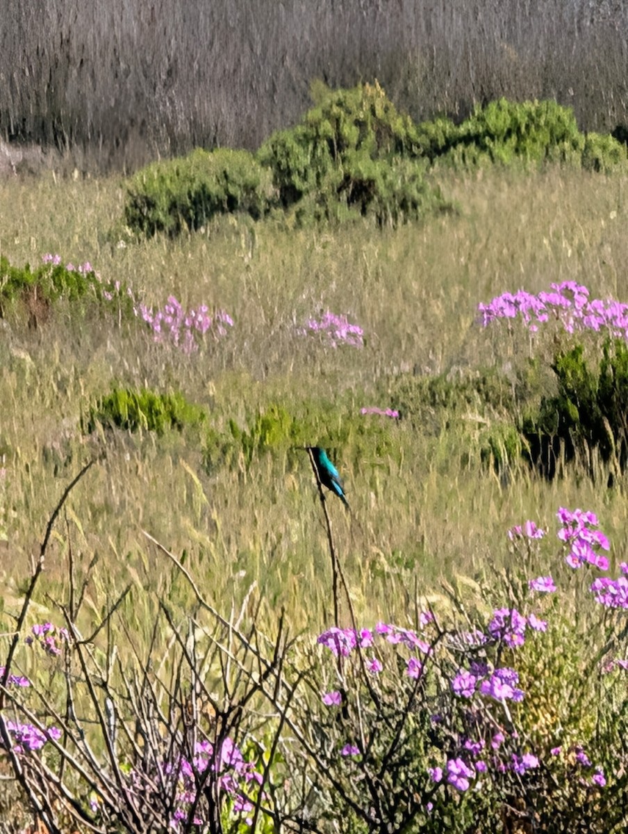 Malachite Sunbird - ML644412689