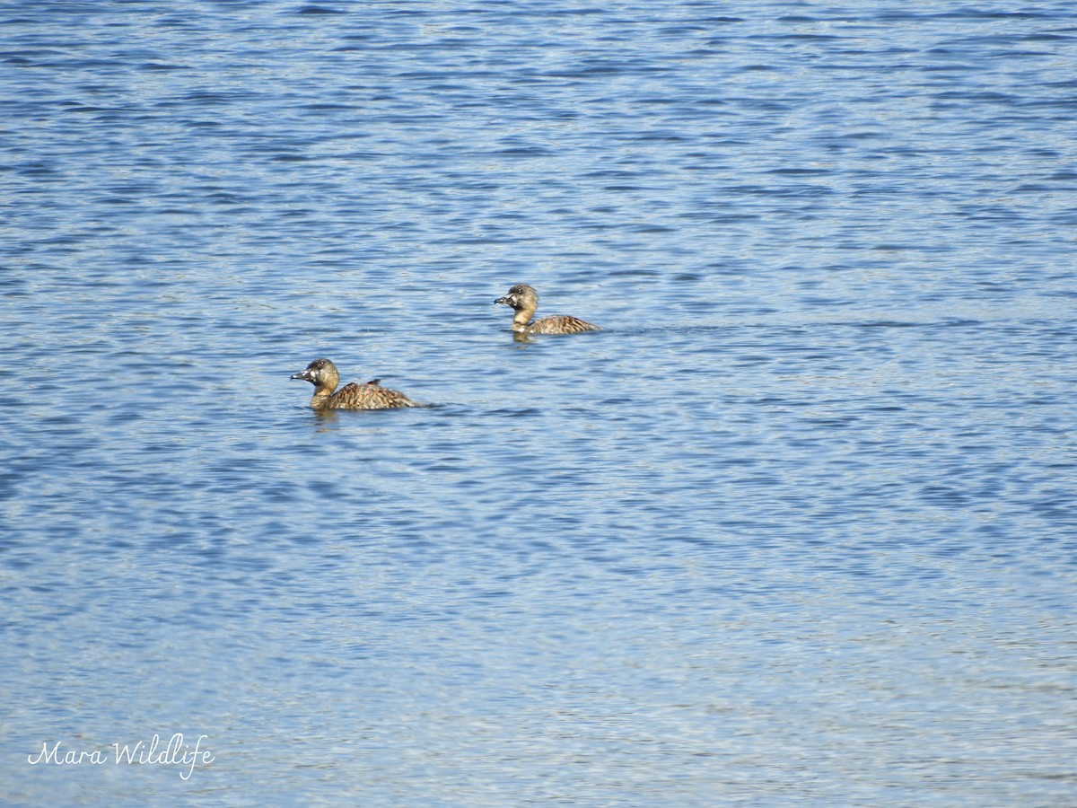 Pato Dorsiblanco - ML644412690