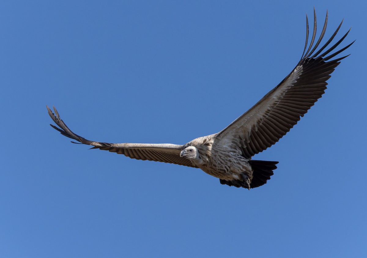 Kapgeier - ML644412701