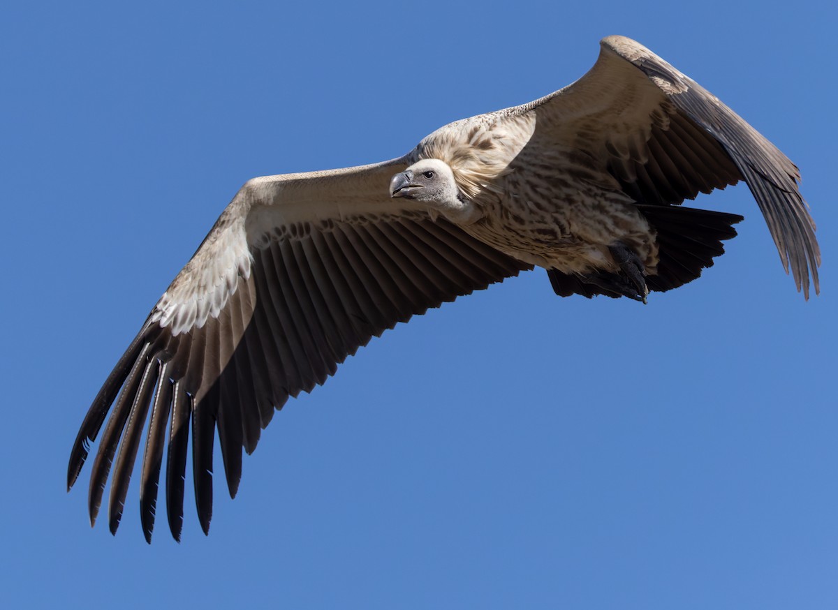 Kapgeier - ML644412702