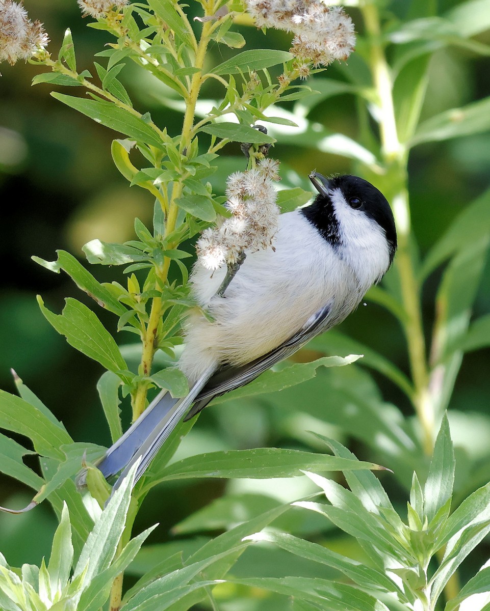 Black-capped Chickadee - ML644412725