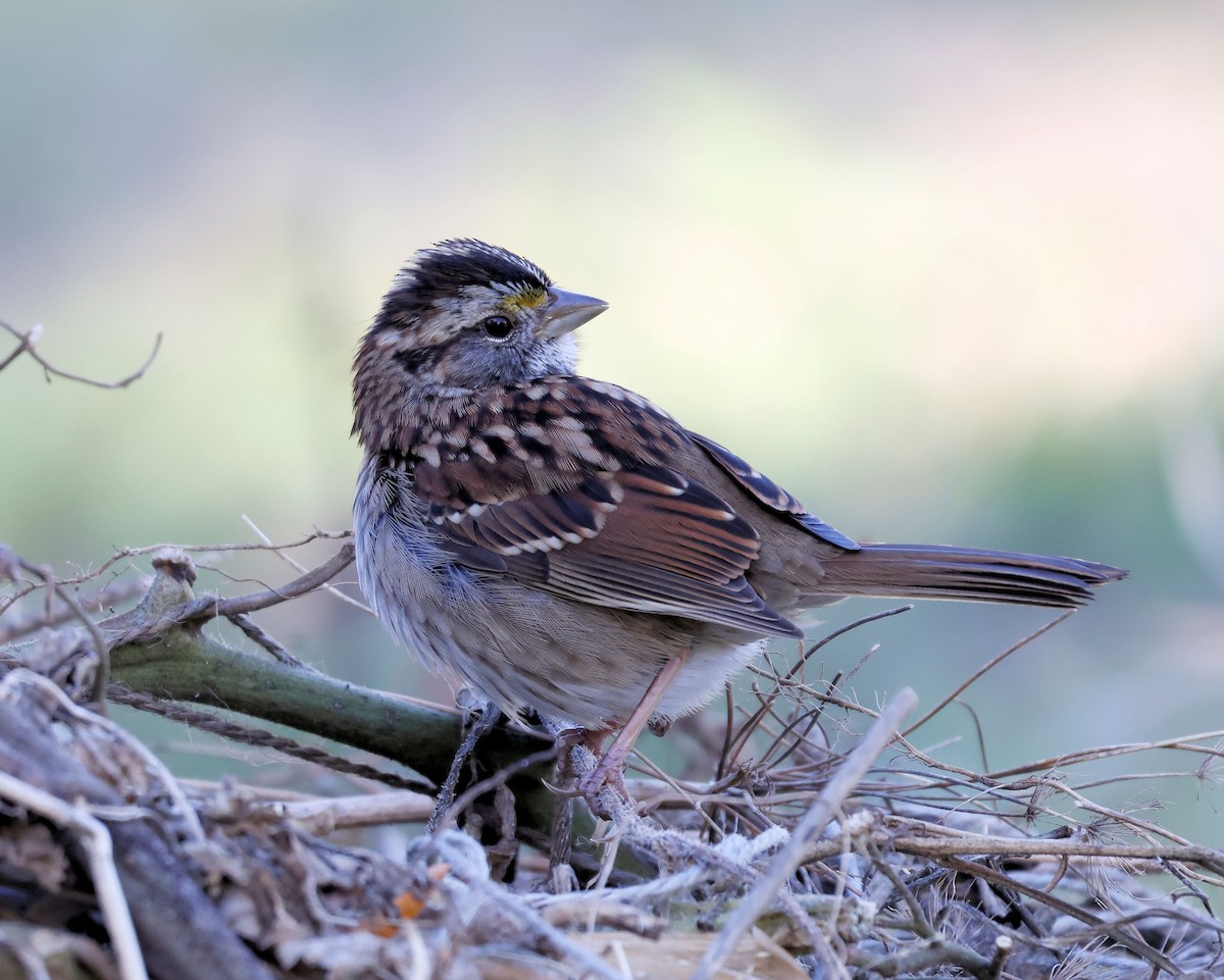 White-throated Sparrow - ML644412736