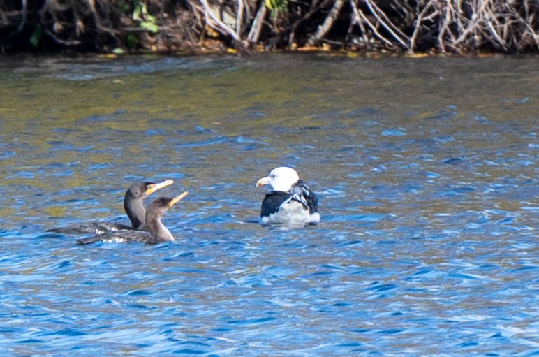 Морская чайка - ML644412737