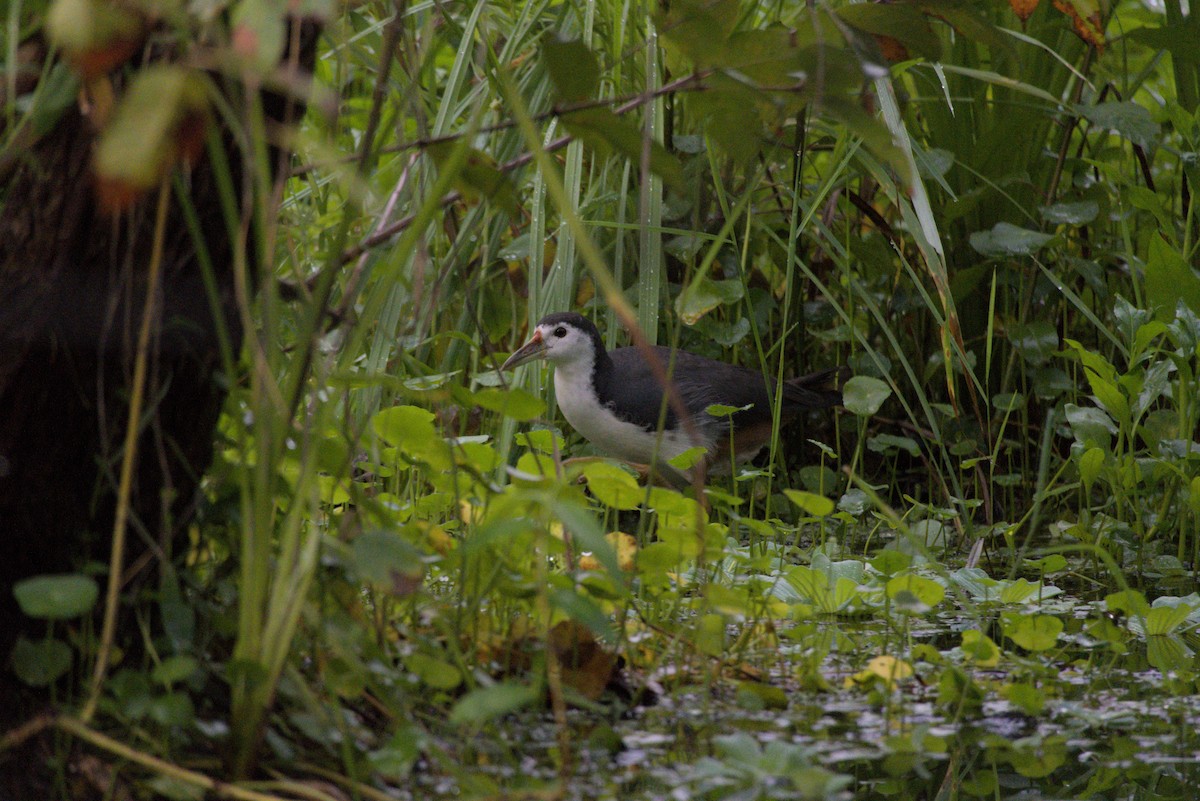 White-breasted Waterhen - ML644412739