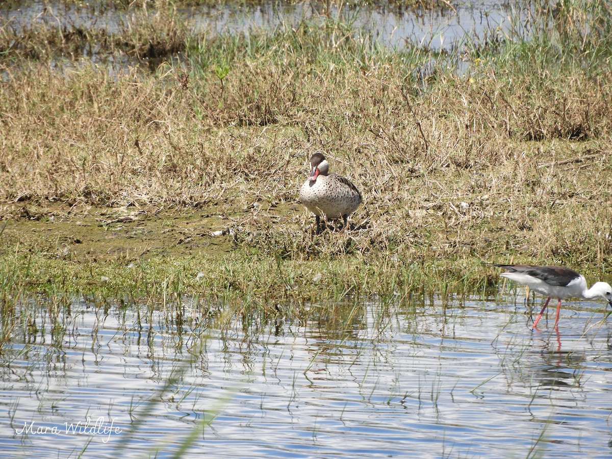 Red-billed Duck - ML644412740