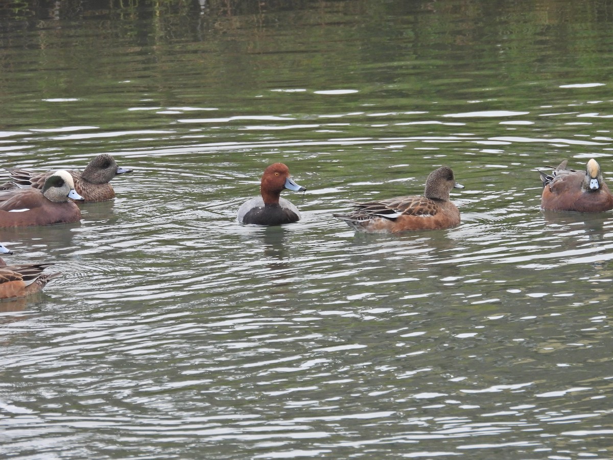 Redhead - ML644412741