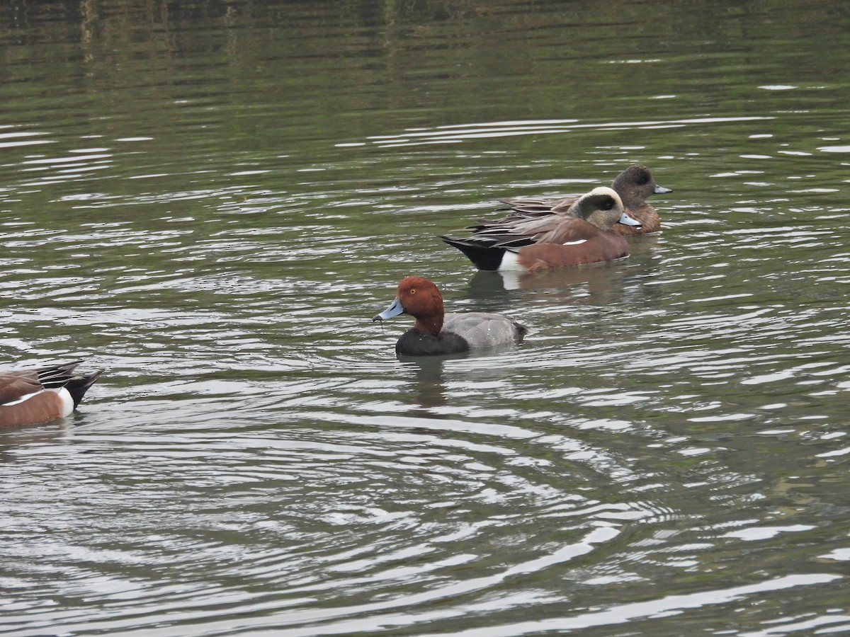 Redhead - ML644412742