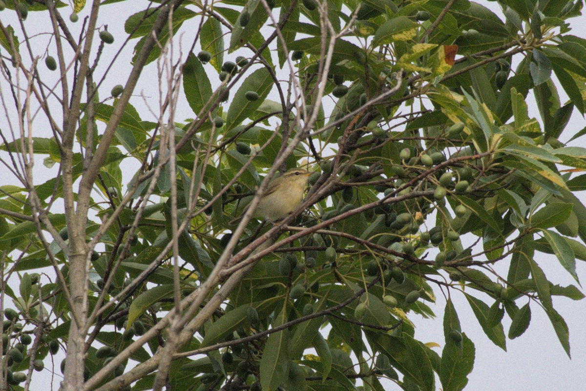 Arctic Warbler - ML644412745