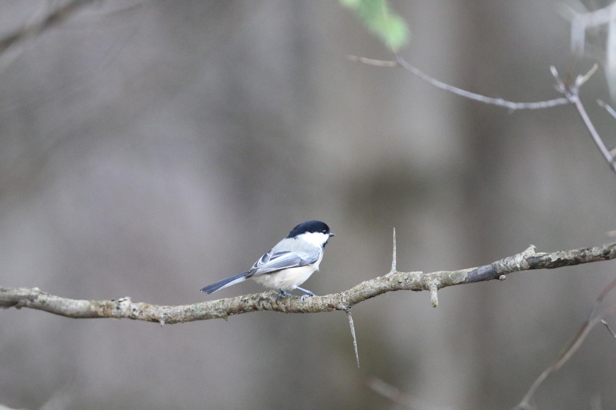 Black-capped Chickadee - ML644412746