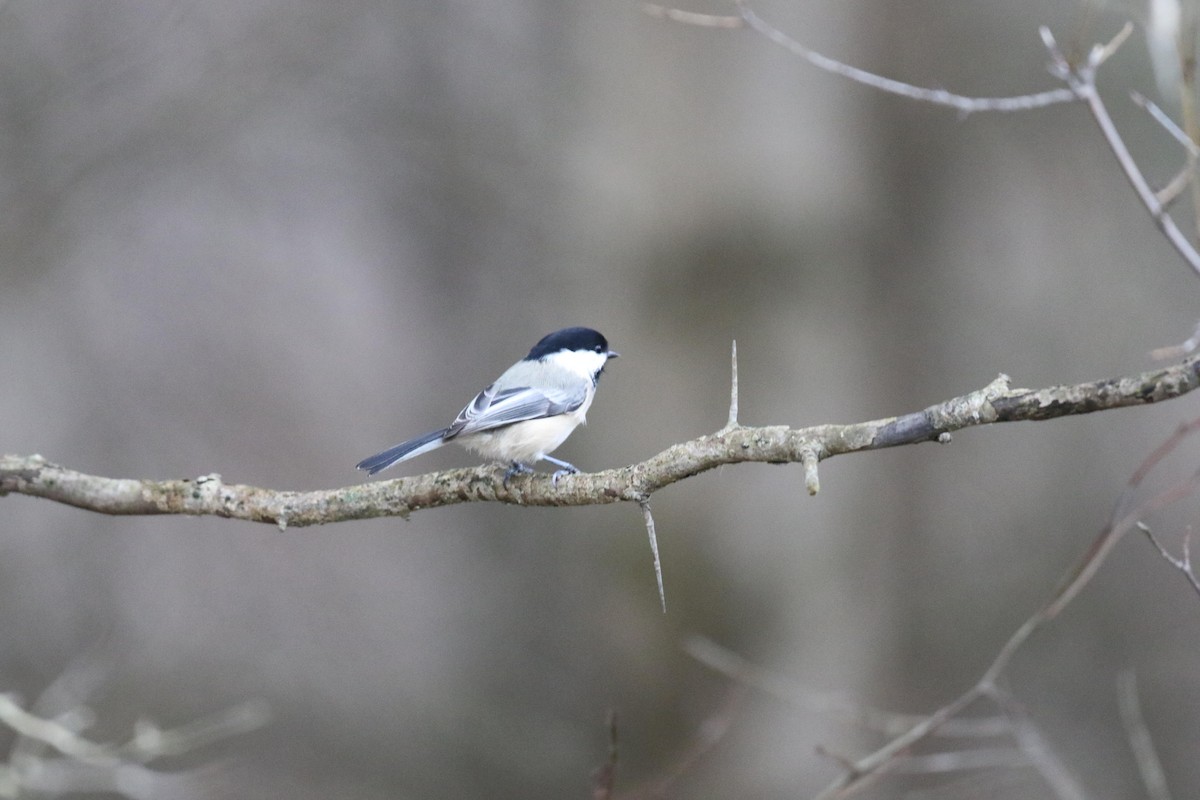 Black-capped Chickadee - ML644412747