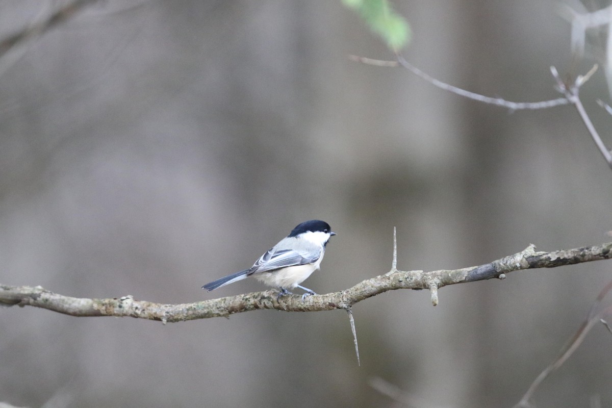 Black-capped Chickadee - ML644412748