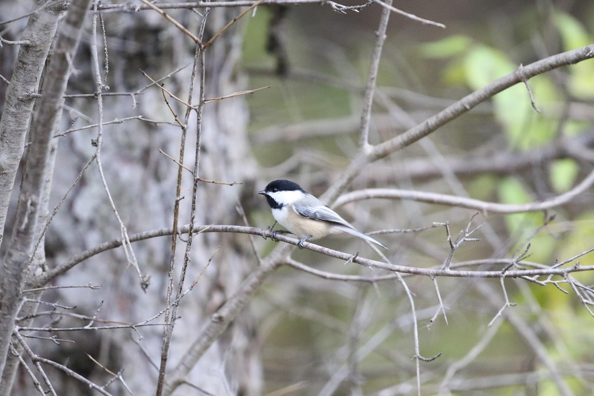 Black-capped Chickadee - ML644412749