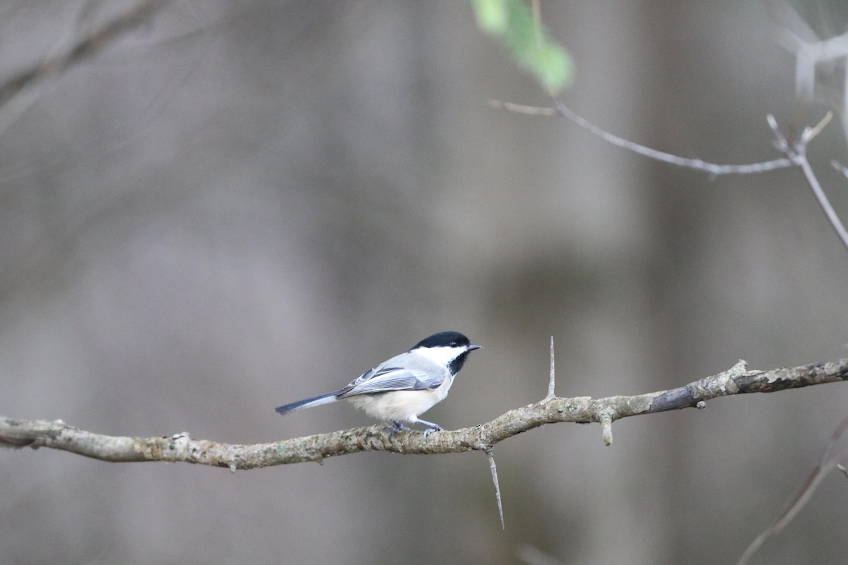 Black-capped Chickadee - ML644412750