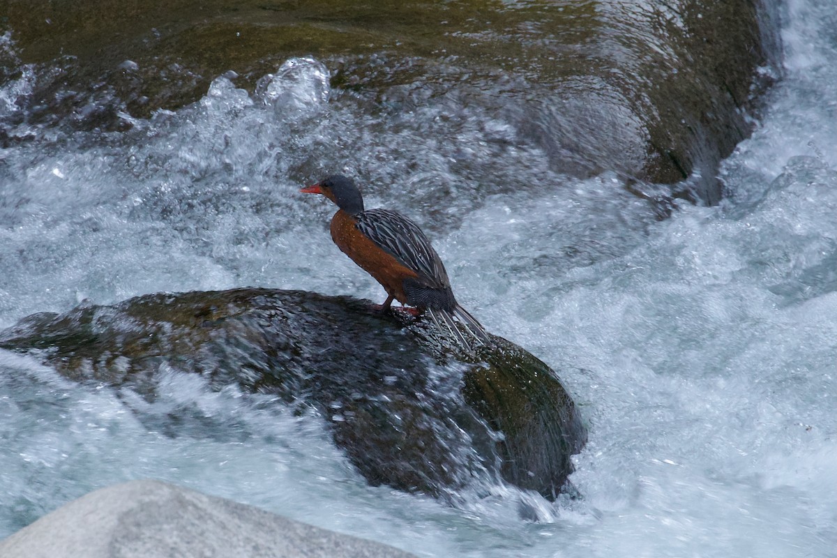 Torrent Duck - ML644412757