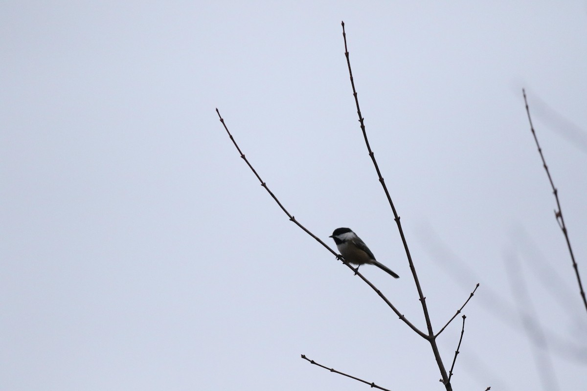 Black-capped Chickadee - ML644412767
